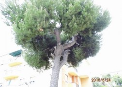 Pinus pinea / Mandulafenyő